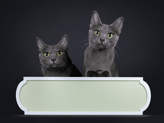 Cute little Korat cat kitten with adult mom, sitting up behind sign with copy space. Looking to camera with big eyes. Isolated on a black background.