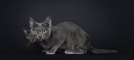 Cute little Korat cat kitten with adult mother, laying down side ways behind each other. Looking to camera with big eyes. Isolated on a black background.
