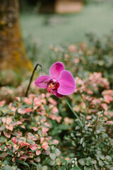 Red orchid growing under a tree on green grass - obrazy, fototapety, plakaty