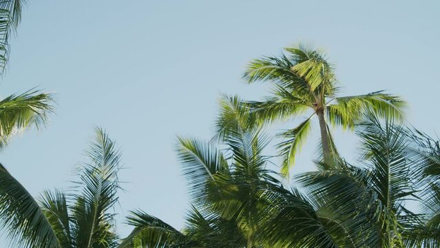 Low angle of palms in wind against the sky on Waikiki Beach in Hawaii