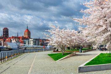 Spring flowers blooming on the trees over the Motlawa river in Gdansk. Poland - obrazy, fototapety, plakaty