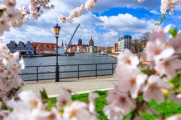 Spring flowers blooming on the trees over the Motlawa river in Gdansk. Poland