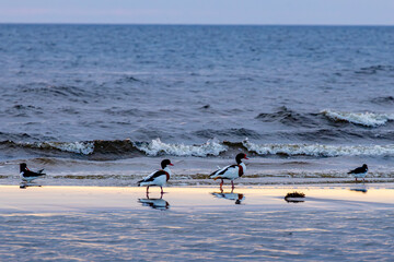 Birds on the seashore at sunset