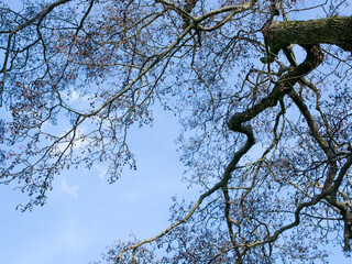 tree branches against blue sky