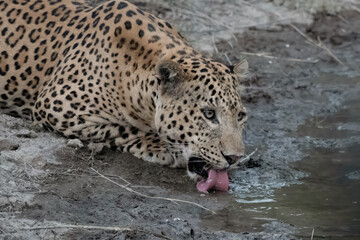 Indian leopard at a watering hole at Jhalana Reserve in Rajasthan India