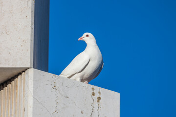 White dove standing
