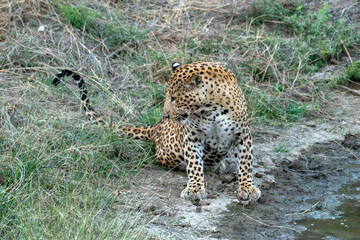 Indian leopard at a watering hole at Jhalana Reserve in Rajasthan India