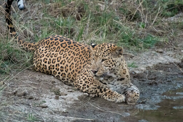 Indian leopard at a watering hole at Jhalana Reserve in Rajasthan India