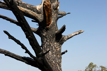 dead tree from forest fire