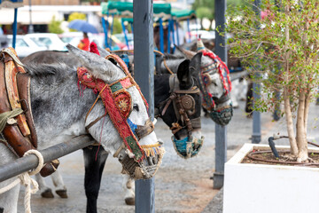 Row of donkey taxis