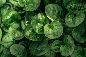 Obraz premium New baby spinach leaves