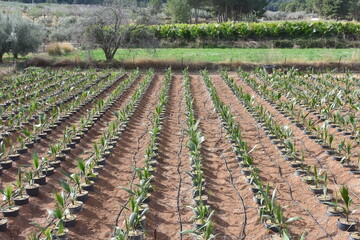 cultivation of young palm tree in Spain