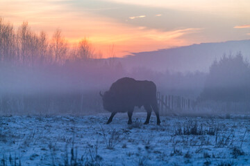 Silhouette of European bison (Bison bonasus) in the fog, in winter Bialowieza forest at dawn, Poland