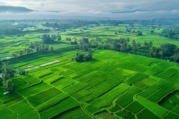 Schilderijen op glas aerial view of verdant rice fields in picturesque agricultural landscape © furyon