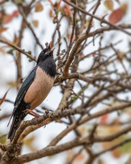 rosy starling