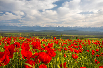 Poppy fields in Azerbaijan. Beautiful landscape with mountain peaks in Azerbaijan. Fields with beautiful flowers in the Ismayilli region of Azerbaijan