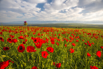 Poppy fields in Azerbaijan. Beautiful landscape with mountain peaks in Azerbaijan. Fields with beautiful flowers in the Ismayilli region of Azerbaijan
