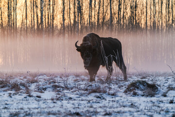 European bison (Bison bonasus) against rising sun in foggy, winter Bialowieza forest, Poland