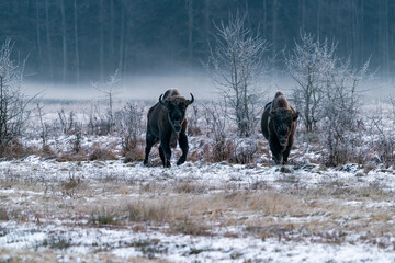 European bison (Bison bonasus) in the foggy winter Bialowieza forest at dawn, Poland
