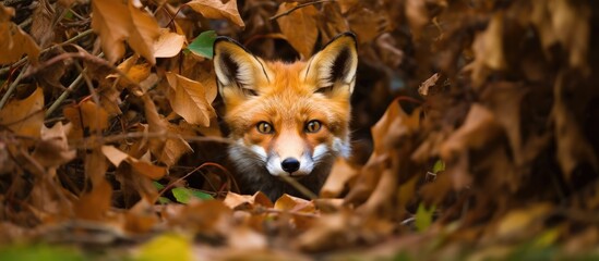Fototapeta premium Fox Peeking Through Leaves