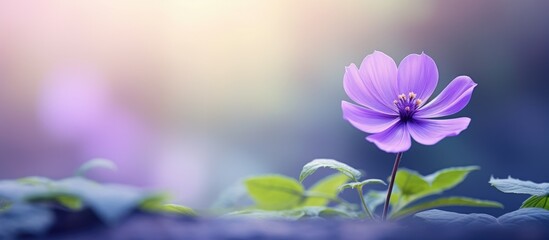 Purple flower with green leaves in focus, blurred background