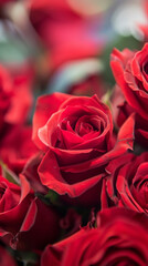 Close-up of vibrant red roses with soft focus background