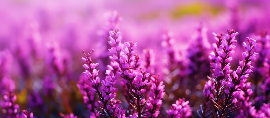 Fototapeta premium Purple wildflowers in field with blurred backdrop