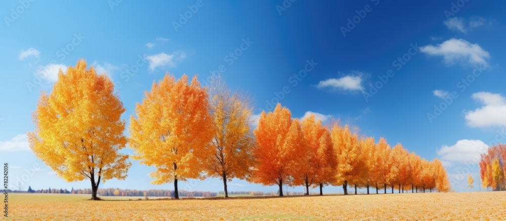 Poster row of trees in field under blue sky