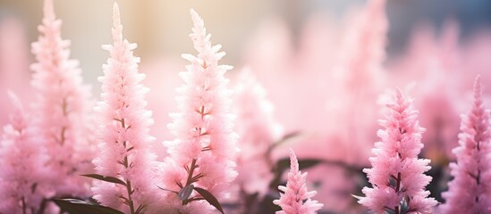 Pink blooms in field with blurred backdrop