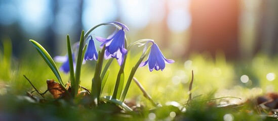 Bluebell flower bloom in sunlight