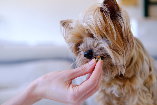 An Unrecognized Woman Giving Omega 3 Vitamins Pills His Yorkshire Terrier's At Home. Dog's Skin And Coat Supplement. Pet Healthcare. Veterinary And Animal Clinic.