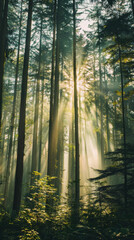 Sunbeams piercing through a misty forest