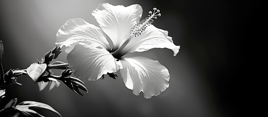 White flower amidst black and white scenery