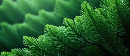 Fototapeta na wymiar green pine tree close-up with blurred backdrop