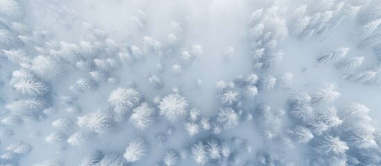 Aerial view of snow-covered woodland