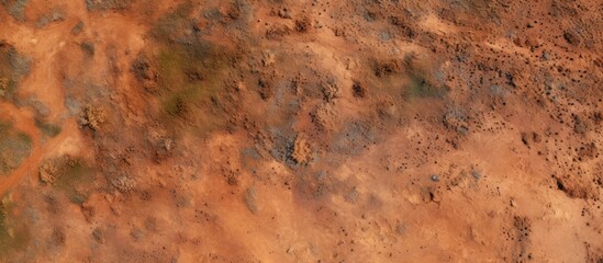Dirt road close-up with textured grass shrubs