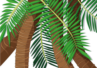 coconut tree on white background illustration vector
