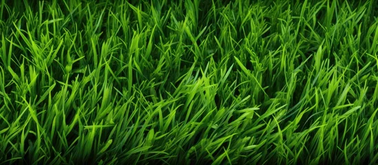 Rolgordijnen Green grass field backdrop © HN Works