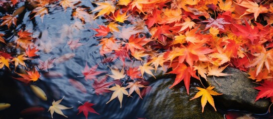 Leaves floating on pond surface