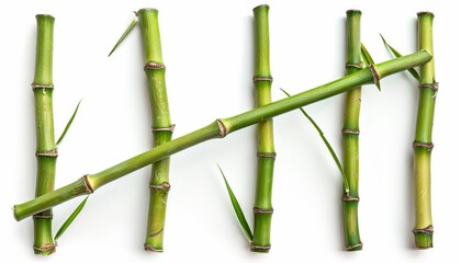 White background with bamboo only
