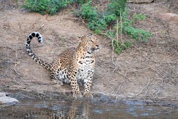 Indian leopard at a watering hole at Jhalana Reserve in Rajasthan India