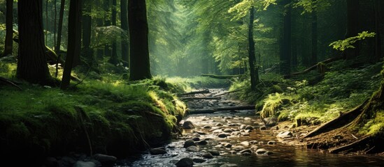 Obraz premium A meandering brook amid lush woodland