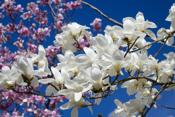 Blooming magnolia tree in spring. White, pink magnolia flowers in the springtime garden. Magnolia soulangeana.