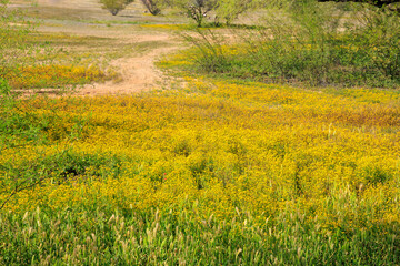 Dirt road running through blossoming yellow desert during a very short Arizona spring season