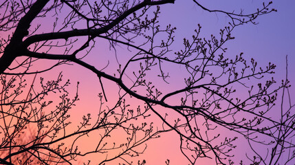 Tree branches against twilight sky