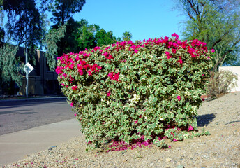 Arizona xeriscaped residential street verge decorated with ornamental shrub of crimson red Bougainvillea, Phoenix, Arizona