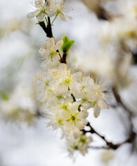 Blossoming apple flower on branch. - 782248824