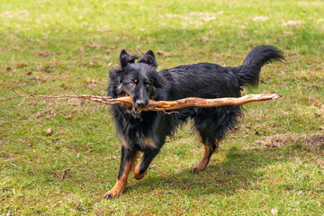 Young Bohemian shepherd with stick in his mouth on meadow. - 782248899