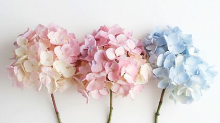 A bunch of hydrangea blooms in soft pastel tones