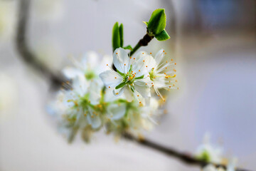 Blooming cherry flower on small twig. - 782249058